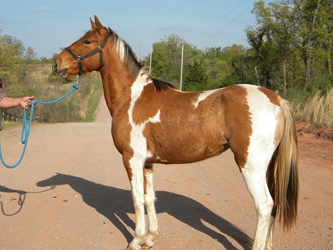 Navajo